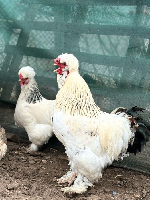 Разплодни яйца ит Струмски кокошки