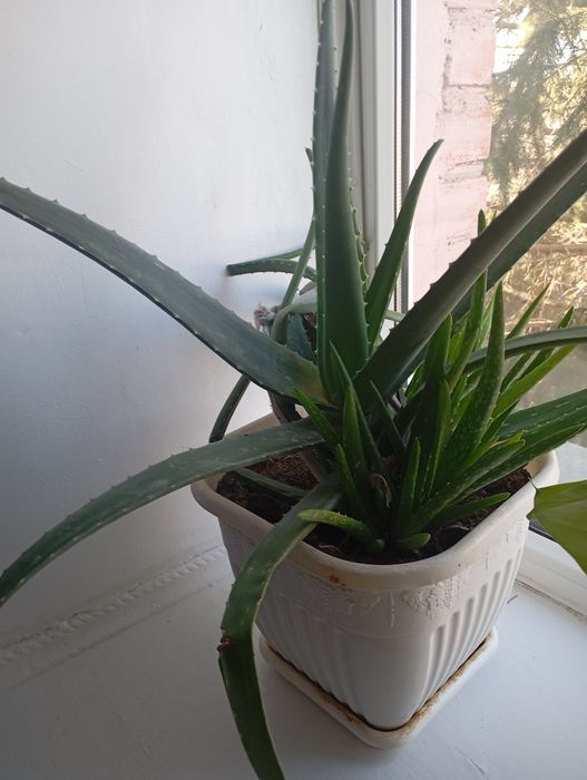 Продам Алоэ вера