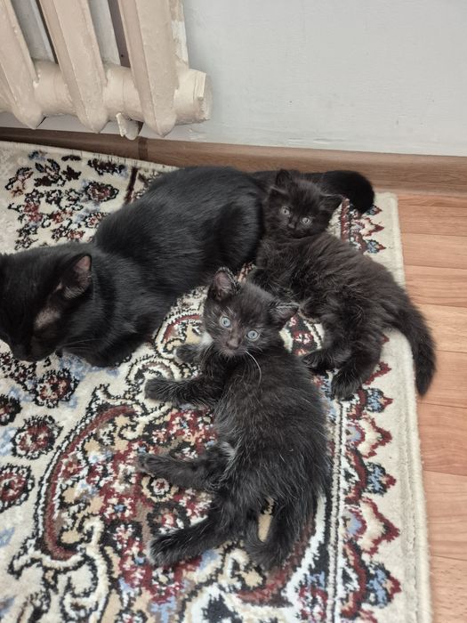 Котёнок маленькие