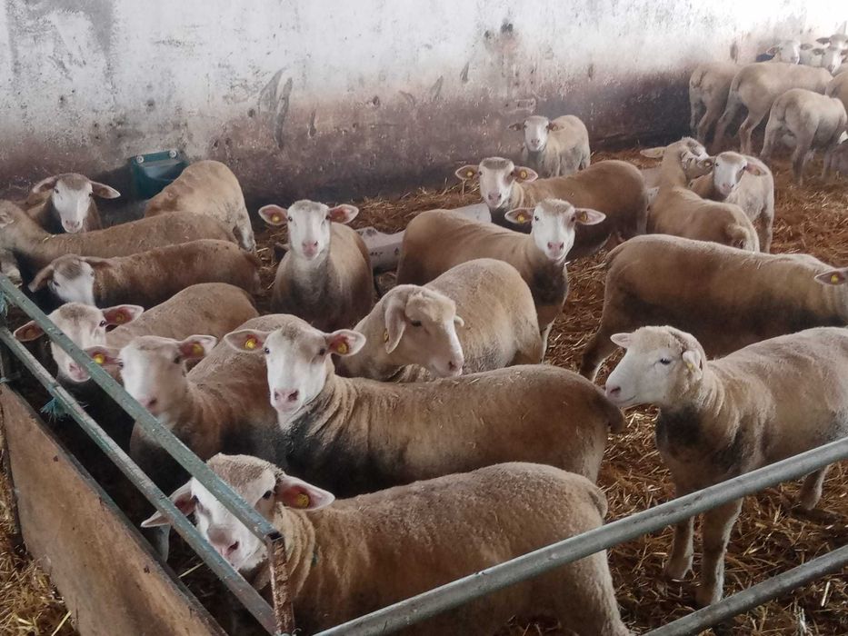 Mieluțe și berbeci île de france cu certificat de origine.