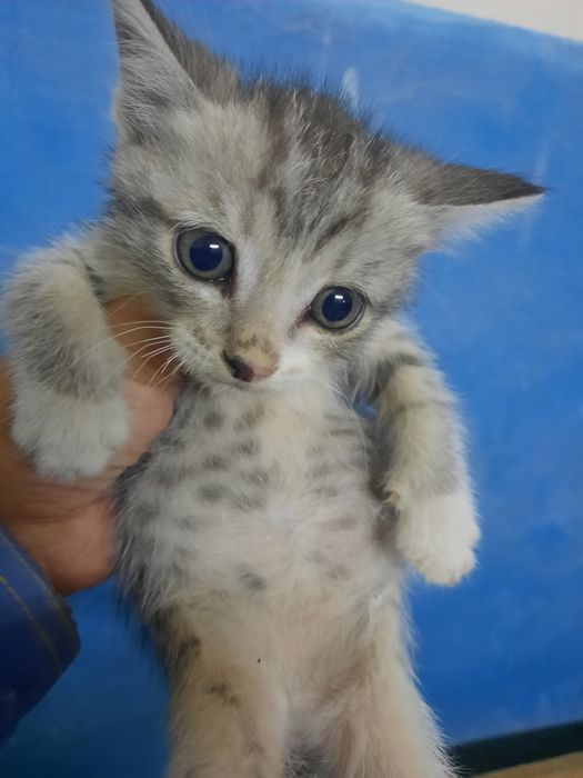 Котята бесплатно