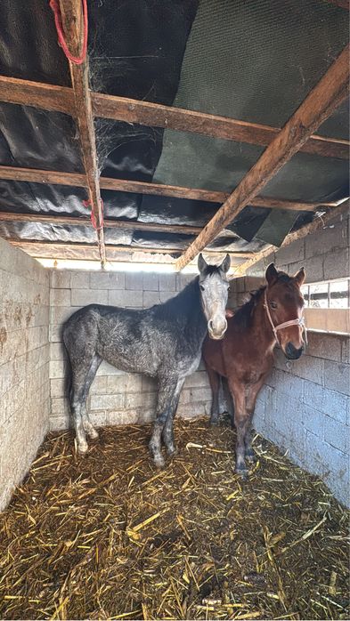 Продаю кобылу 2 летка