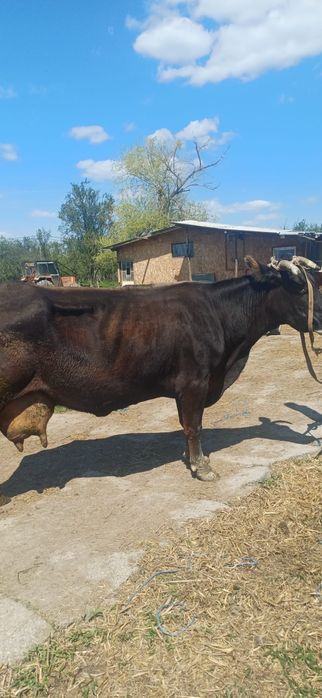 Vand vaca gestanta buna de lapte
