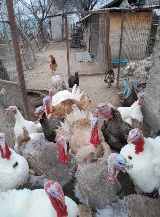 Vind curcami de rasa româneasca