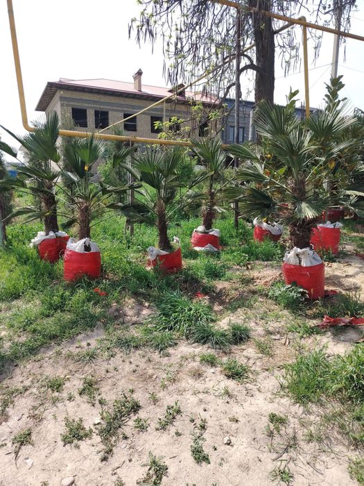 пальма вагнар palma vagnar