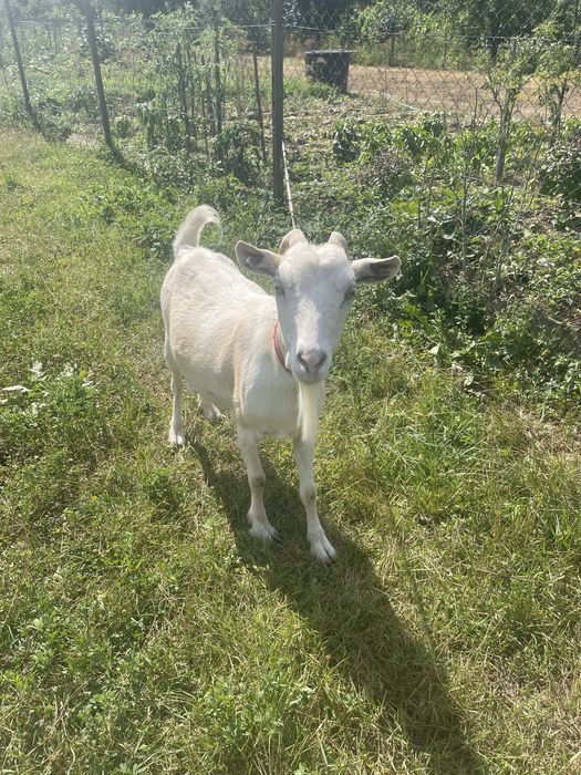 Vănd capră bănațeana cu ieduță + cățelusă ciobănesc de bucovina cadou