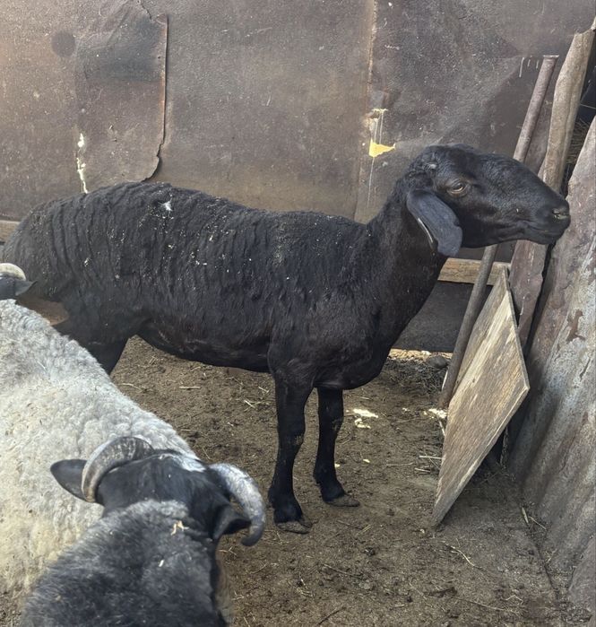 Продам гисарскую матку