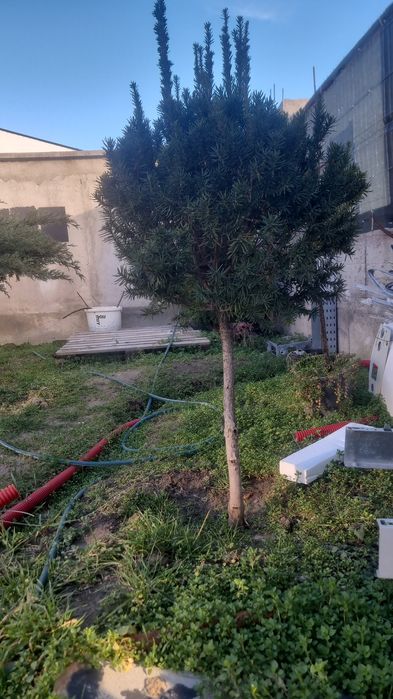 Vind  2 plante  tisa