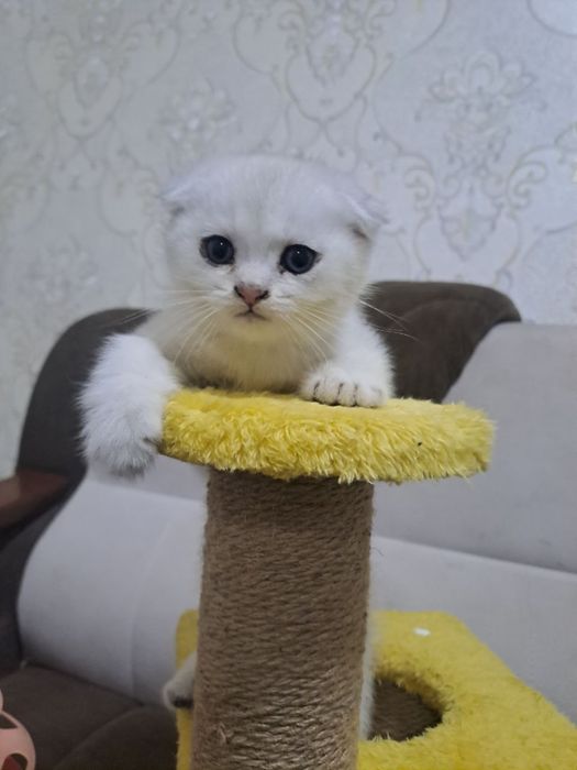 Британский окрас, Фолд