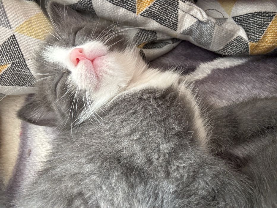 Отдаём маленких котят