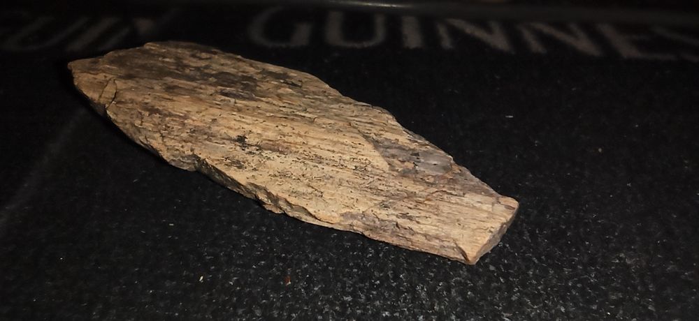 Уникальные фрагменты окаменевшего дерева эпохи динозавров.