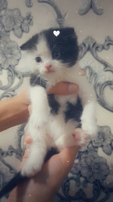 Mushukcha fold 2 oylik