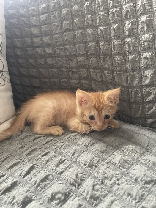 Отдам котенка в добрые руки