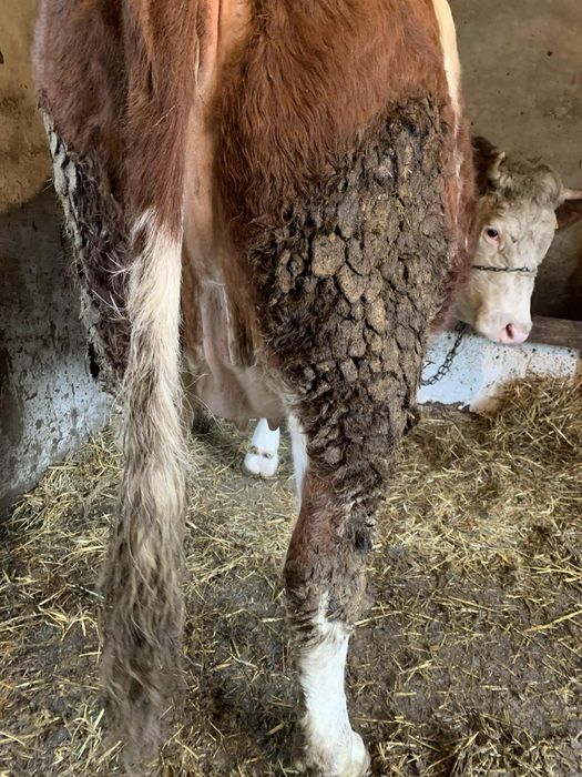 Juninca de 8 gestanta