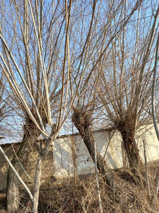 Толлар сотилади бешик учун