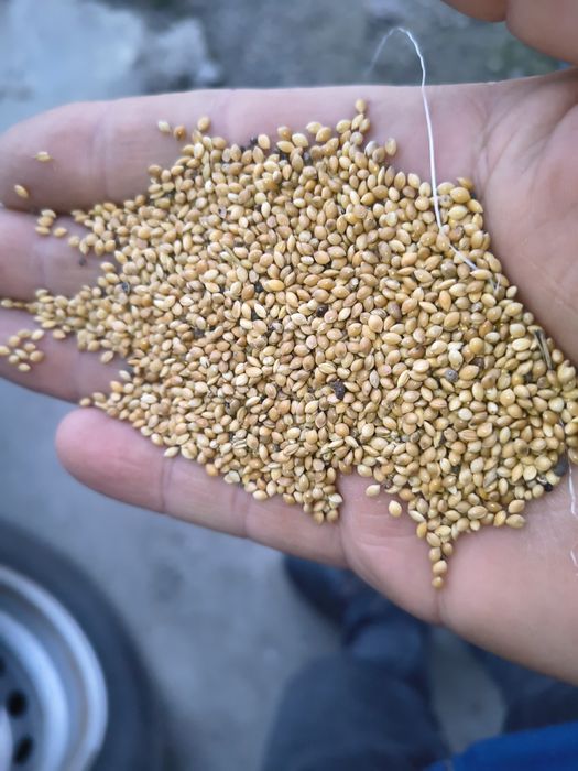 Mei și rapita insacuit