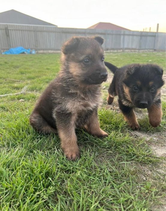 Немецкая овчарка щенки