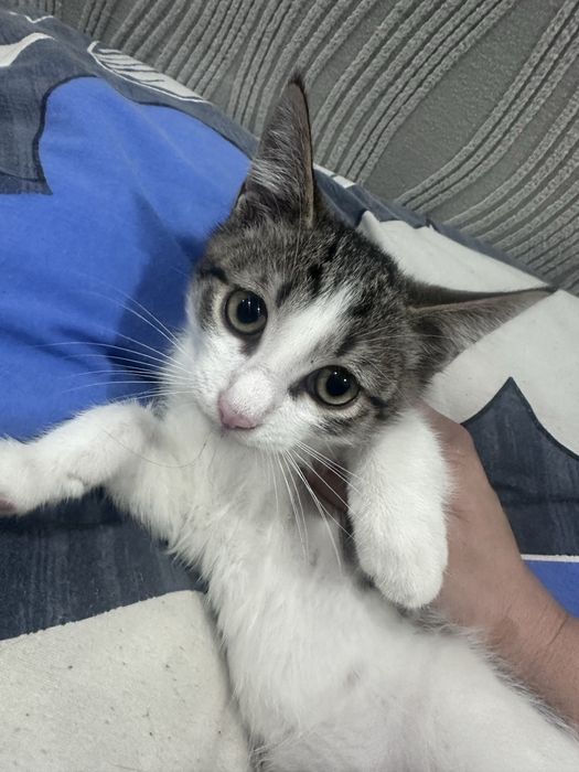 Отдам котят в добрые руки