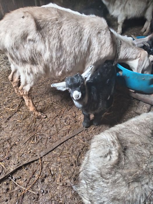 Козлики 1,5 месецев продам