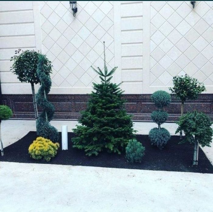 Посев  бренд  газон  рулонные  газон Авторадио  поливной  система