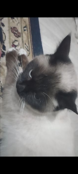 Сиамская кошка продоется