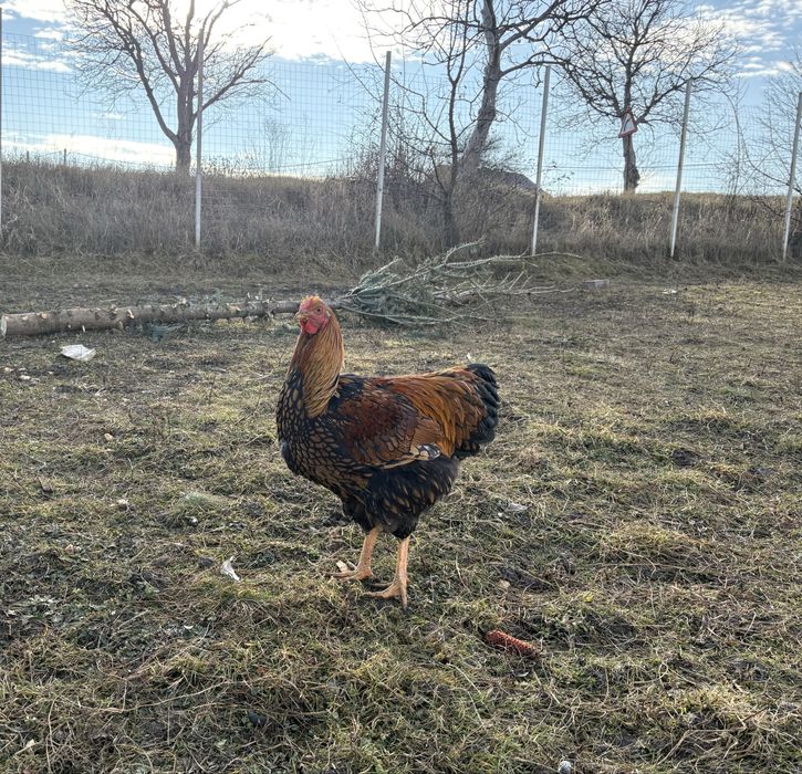 Vand cocosi rasa wyandotte argintiu/argintiu de 6 luni