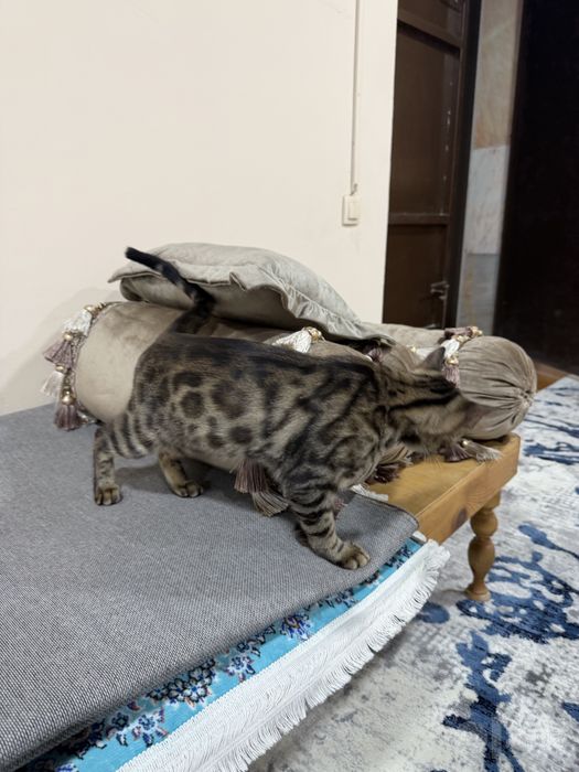 Bengal mushugi 1 yosh, qiz bola