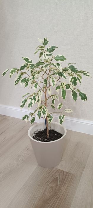 Фикус Бенджамина Твилайт