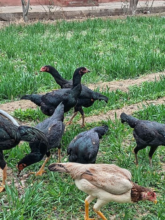 Ганой Карея тухумлари