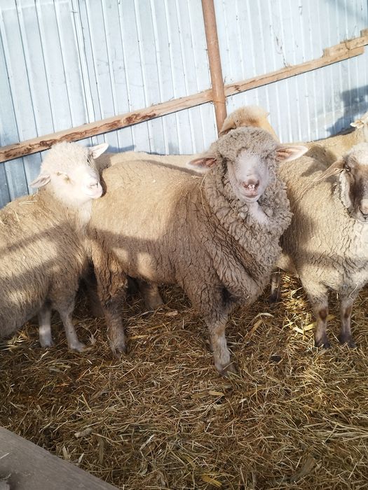 Oi cu mei și nutreț