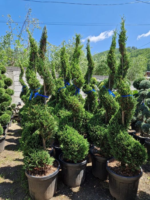 Vând plante ornamentale