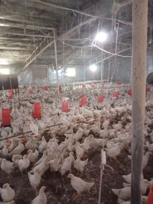 Loman sindi sotiladi