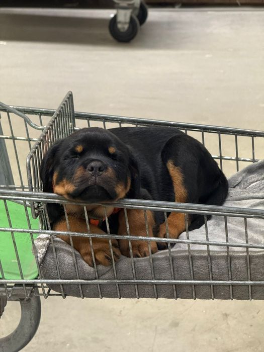 Pui rottweiler cu pedigree