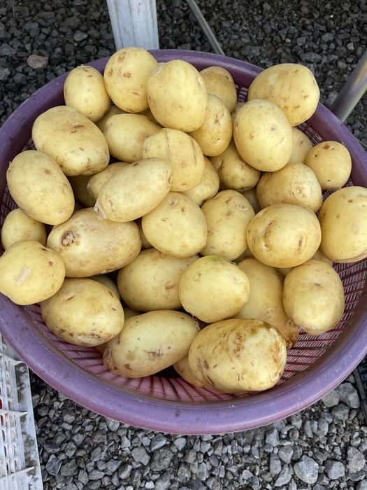 смородина малина