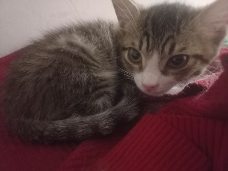 Котенка отдам даром