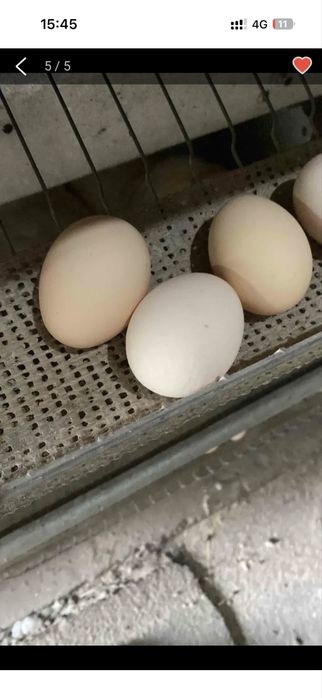 Кораль ник Несушка