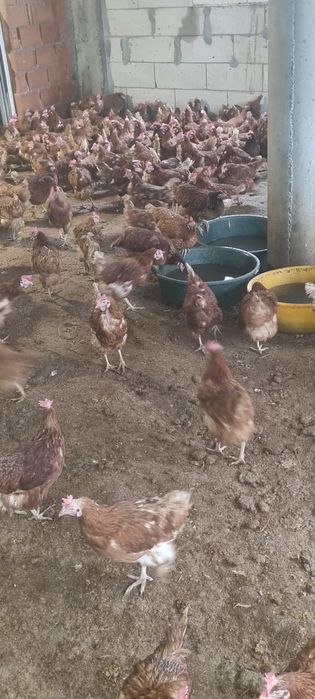 Găini de curte la 20 lei - Transport gratuit în toată țara