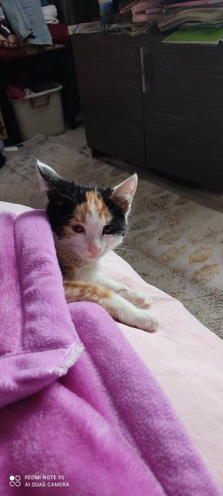 Отдам котенка девочку в хорошие руки