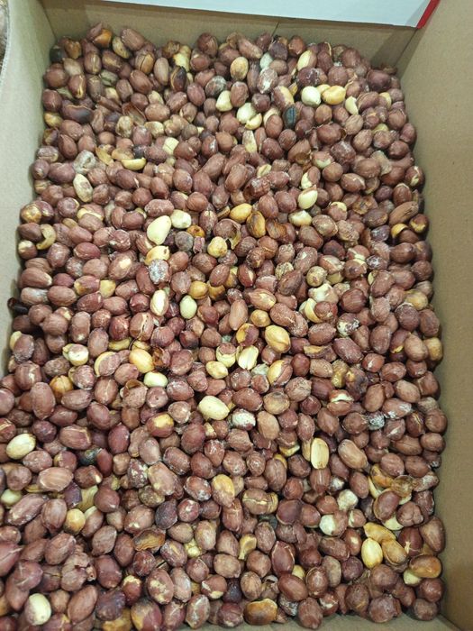 ГРАДИНСКИ орех 2025г