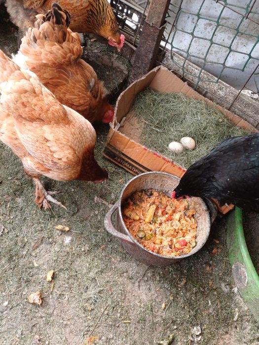 Продам курей домашние