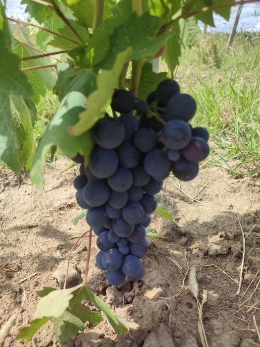 Struguri de vânzare