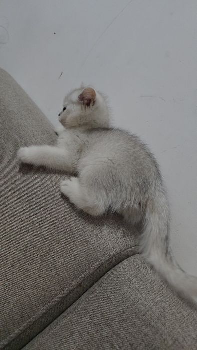 Серебристый шиншилла девичка тоза парода