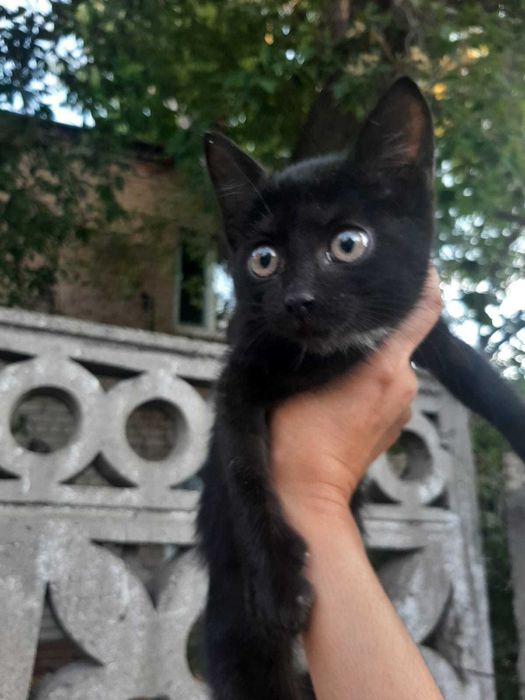 Отдам котенка в добрые руки