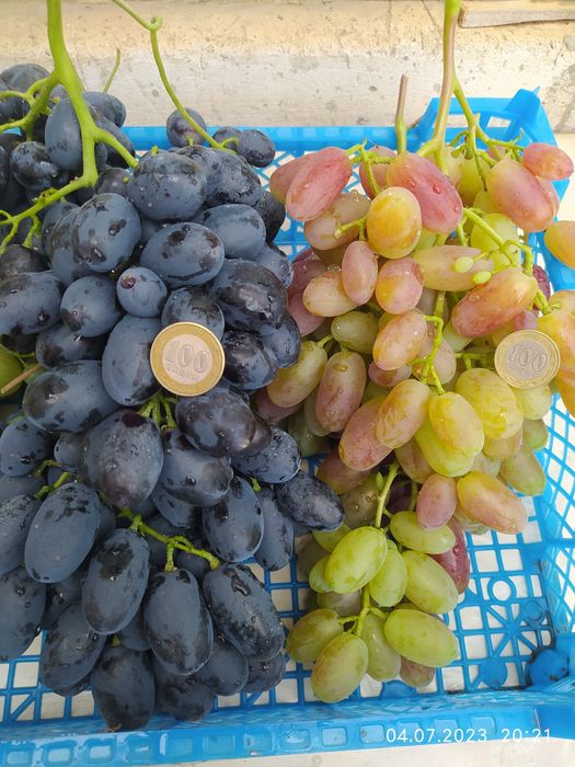 Саженцы винограда