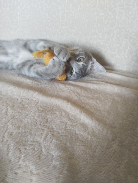 Котенок в хорошие руки
