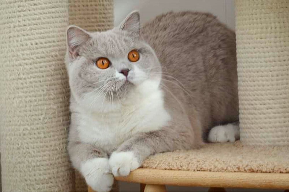 Отдам взрослую кошку