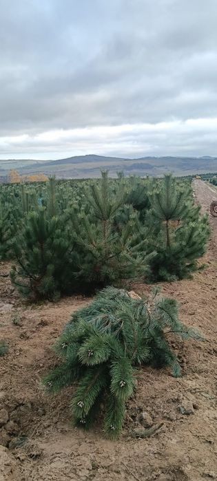 Brazi proaspeți bogați selectați din pepinieră