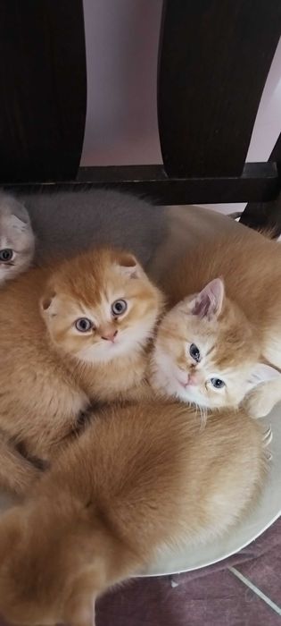 Разкошни златни клепоухи шотландчета