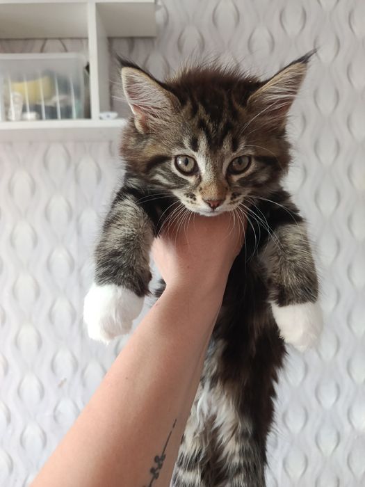 Продам милых котят Мейн-кун
