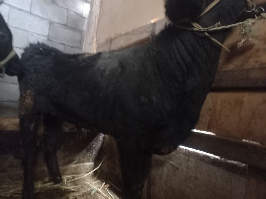 Продам быков, бука